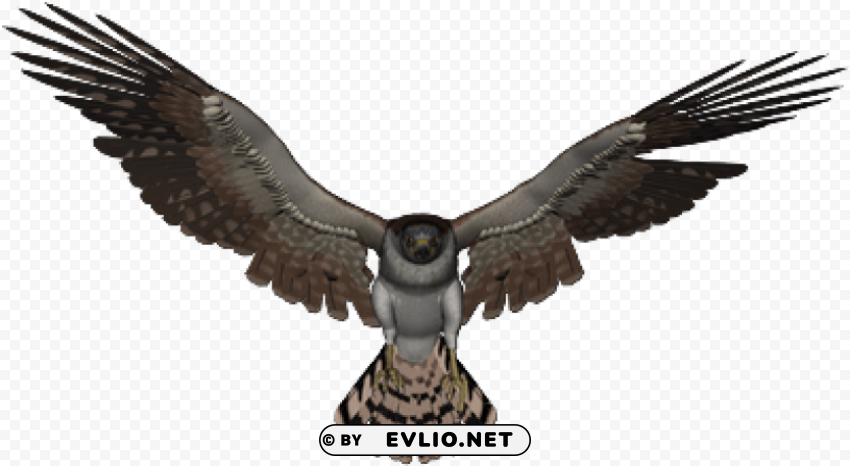 falcon PNG transparent elements complete package