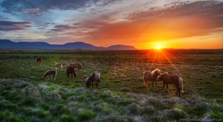 Foals Horses Iceland Landscape Sunset Wallpaper Isolated Artwork In Transparent PNG