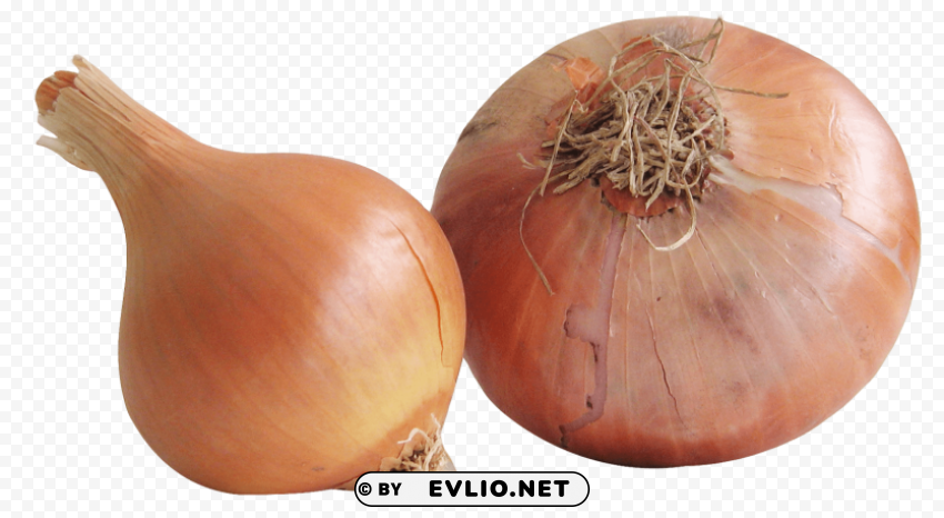 onion Clear background PNG graphics