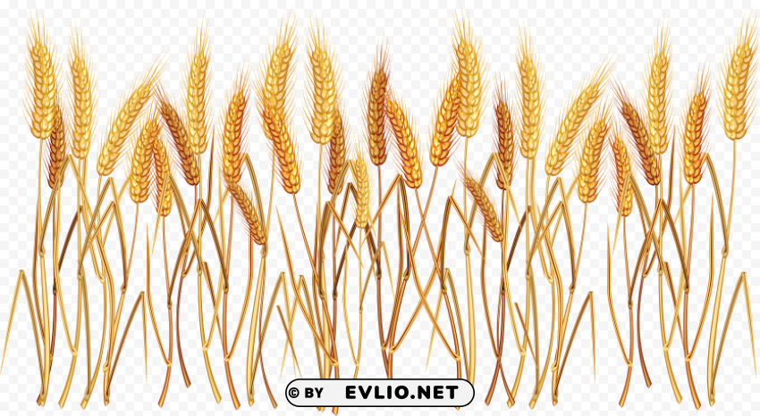 Wheat PNG images transparent pack