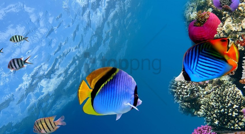 coral fish ocean sea under water wallpaper PNG for Photoshop