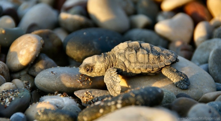 small stones turtle wallpaper PNG files with clear background