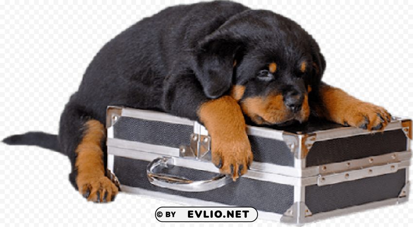 black puppy with case Isolated Item on Clear Transparent PNG