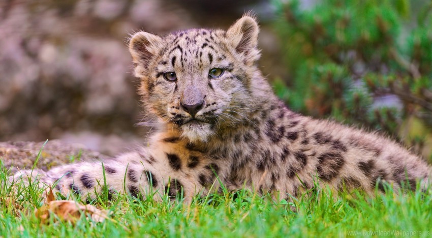 cub grass lie snow leopard wallpaper High-resolution transparent PNG images