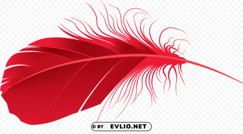 Feather Transparent Background PNG Isolated Art