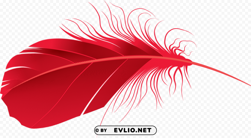 feather Transparent Background PNG Isolated Art