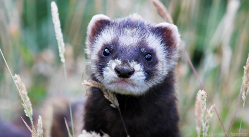 ferret grass look out muzzle wallpaper PNG with alpha channel for download