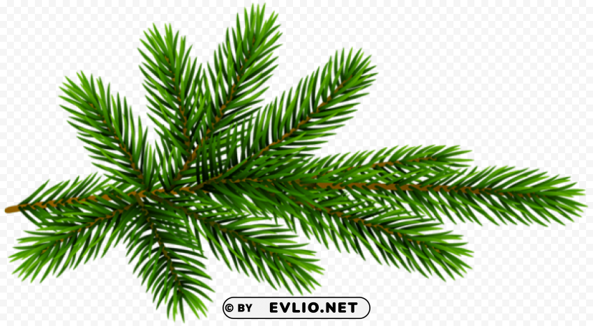 pine branch Isolated Graphic in Transparent PNG Format