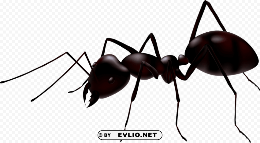ant Isolated Item with HighResolution Transparent PNG