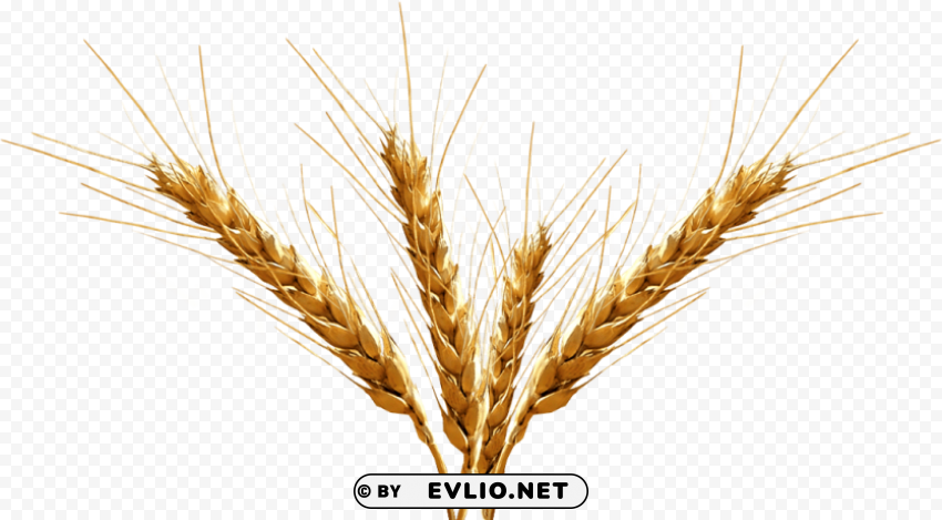 barley image Isolated Subject in HighResolution PNG