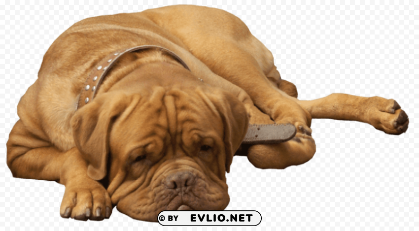 english bulldog PNG Image Isolated with Clear Transparency