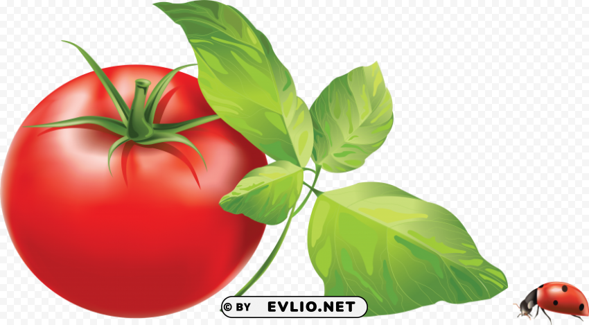 red tomatoes Isolated Icon on Transparent Background PNG