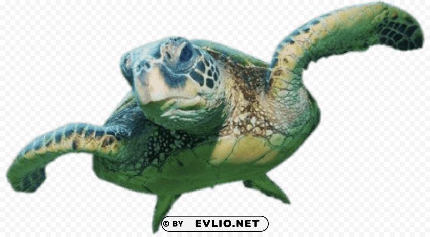sea turtle front view PNG files with clear background bulk download