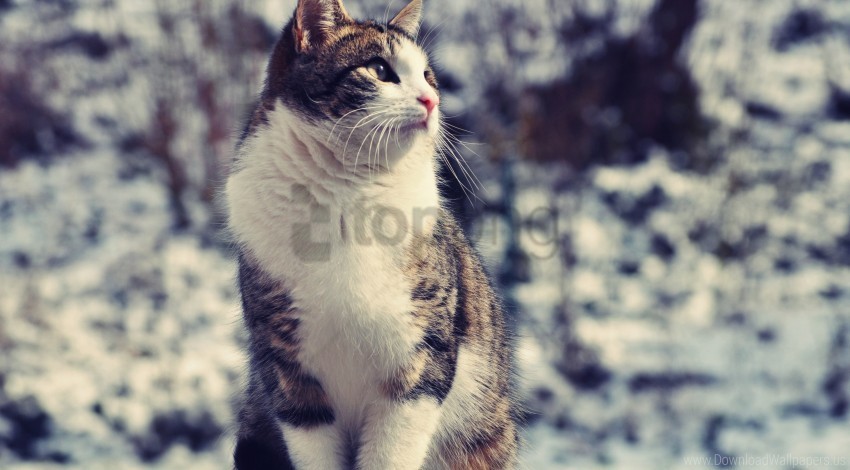 cat sitting spotted thick wallpaper PNG images for editing