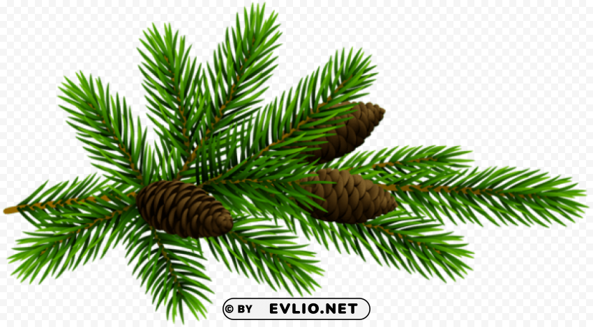 pine branchand cones transparent Isolated Graphic on Clear Background PNG