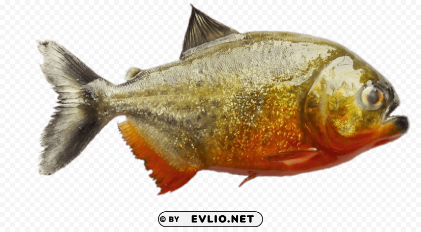 south american piranha PNG Image with Isolated Graphic Element