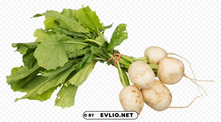 turnips PNG graphics with transparency PNG images with transparent backgrounds - Image ID 7ccfefde