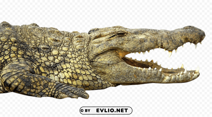 crocodile Isolated Character with Transparent Background PNG