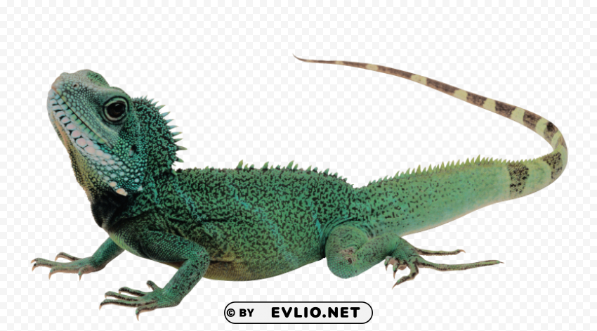 green lizard pics PNG transparent pictures for editing