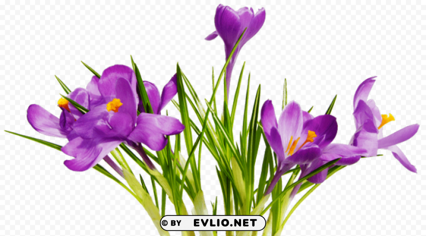 PNG image of flowers Transparent PNG Isolated Graphic Design with a clear background - Image ID 03177112