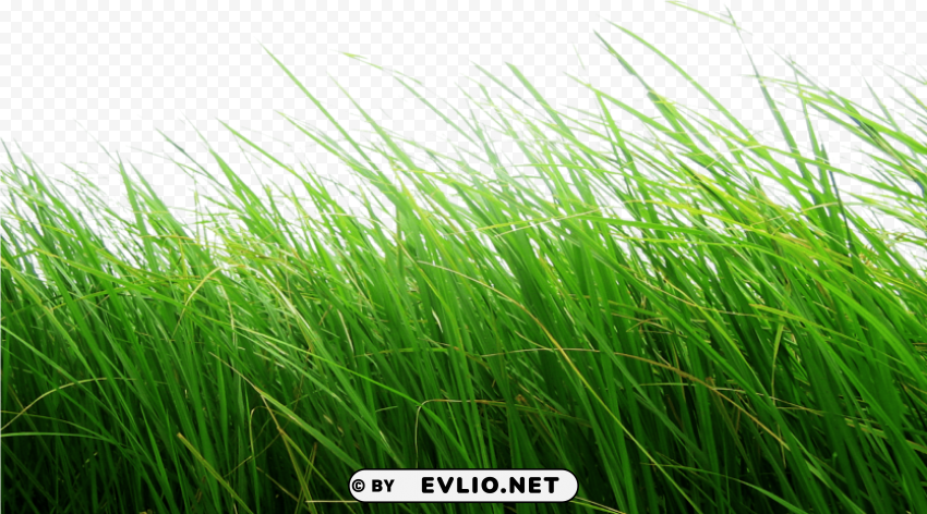 grass background Transparent PNG Isolation of Item PNG transparent with Clear Background ID 256f6794