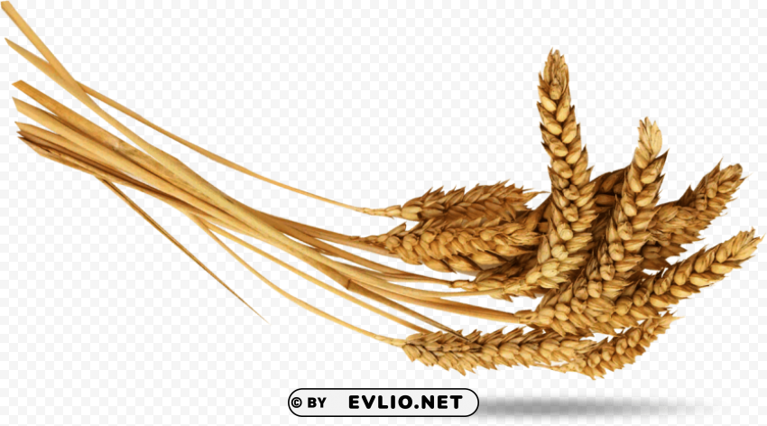 Wheat PNG for web design