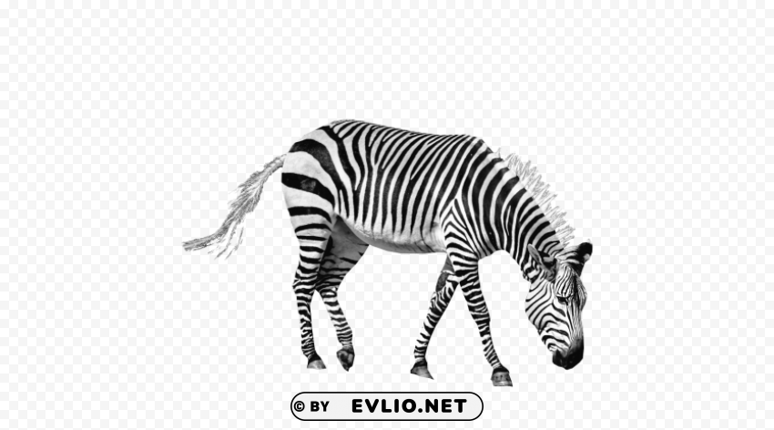 zebra pics HighResolution Isolated PNG with Transparency