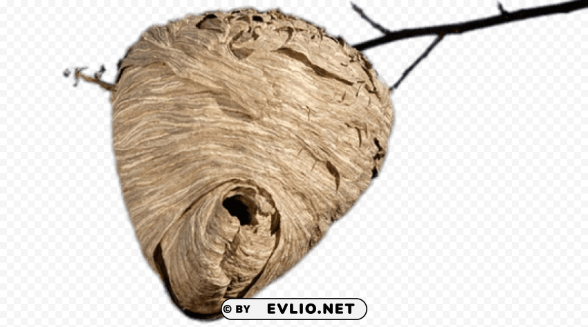 beehive hanging from branch PNG images with transparent canvas compilation png images background - Image ID bbabcde0