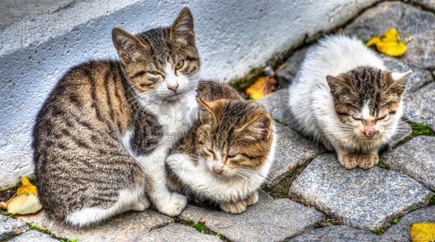 cats spotted street three wallpaper Transparent PNG Object Isolation