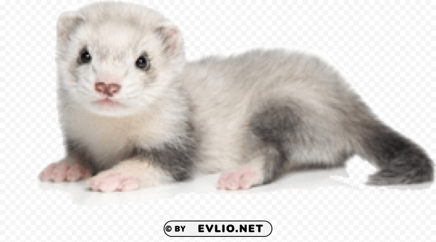 ferret Transparent PNG art png images background - Image ID 2f1aaacb