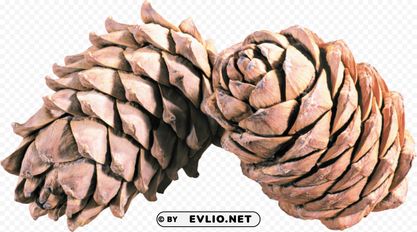 pine cone Isolated Character in Clear Background PNG