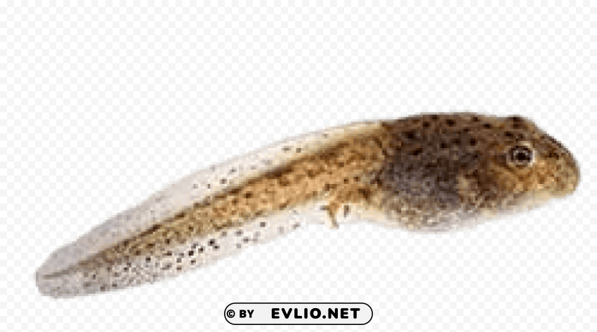 tadpole Isolated Subject in HighResolution PNG