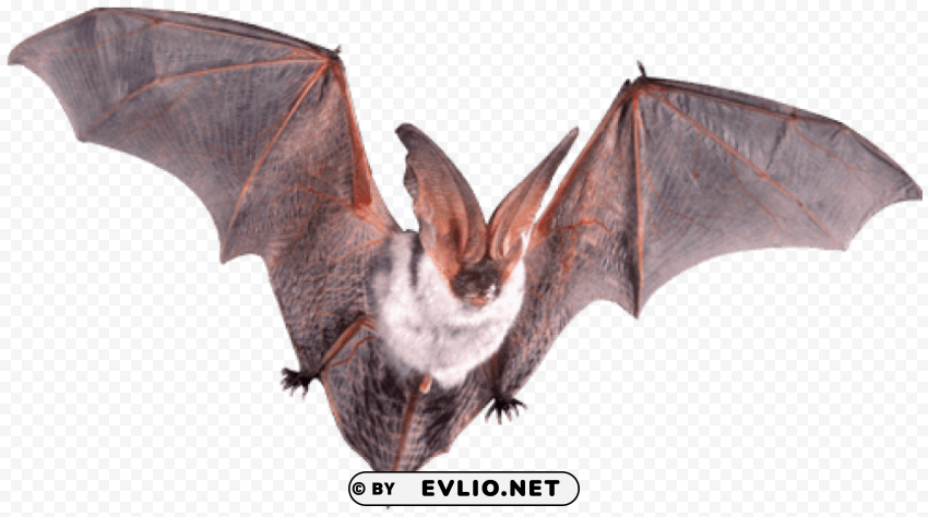 bat flying open wings Isolated Item in HighQuality Transparent PNG
