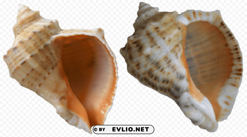 rapana shells Transparent background PNG gallery