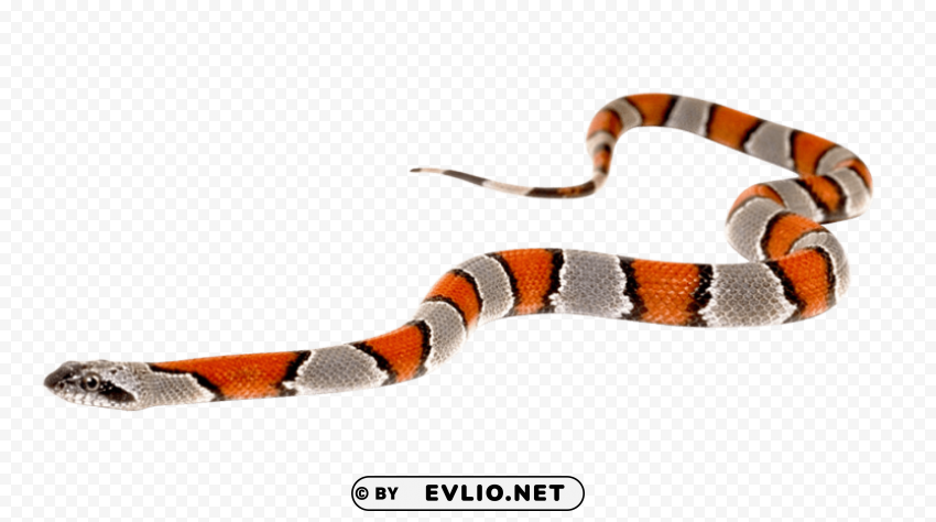 snake PNG files with transparent canvas extensive assortment