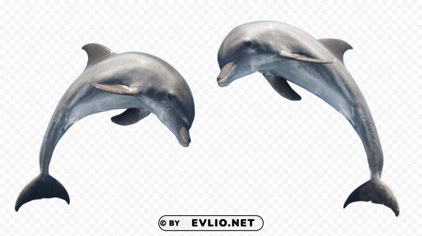 Dolphin Free PNG Images With Transparent Layers