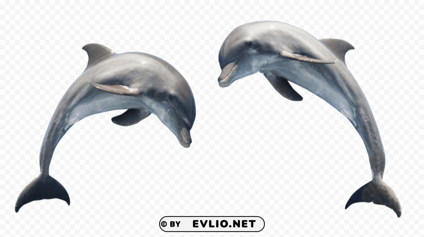 dolphin PNG with transparent background for free