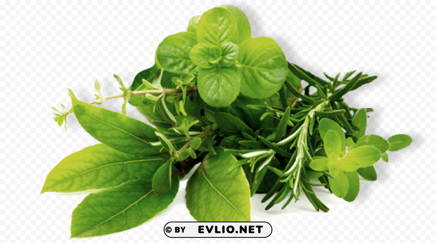 herb hd Transparent PNG images with high resolution