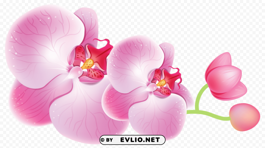 orchids PNG images with no background essential