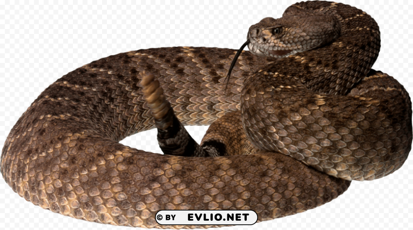 twirling snake ClearCut Background PNG Isolated Item