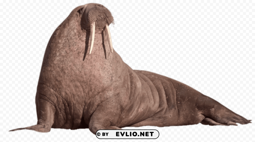 walrus resting PNG graphics with alpha transparency broad collection