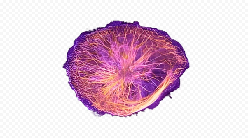 HD cytoskeleton PNG without background