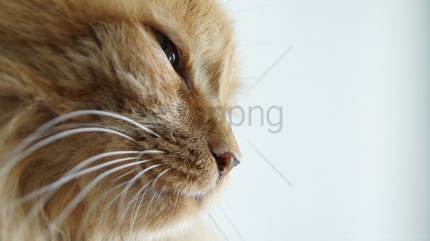 cat squint the pro wallpaper Alpha channel PNGs