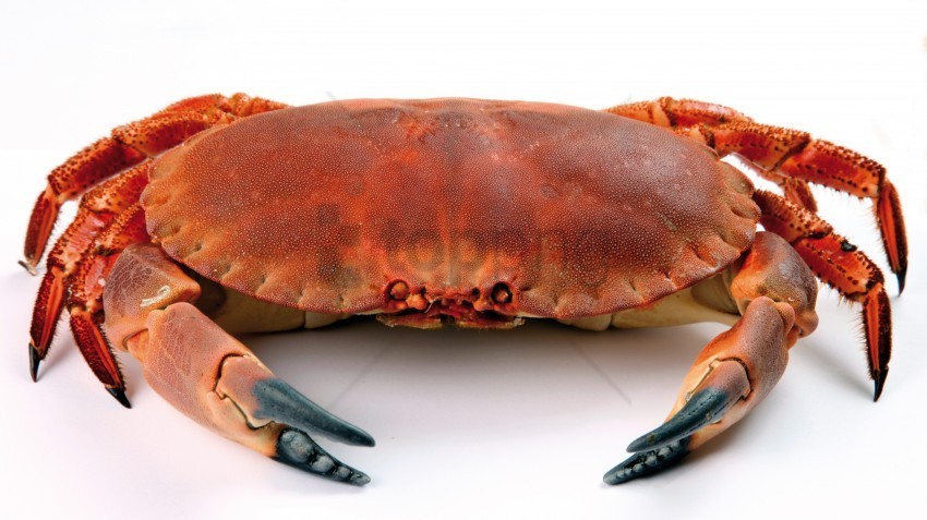 close up crab white wallpaper Isolated Graphic with Clear Background PNG