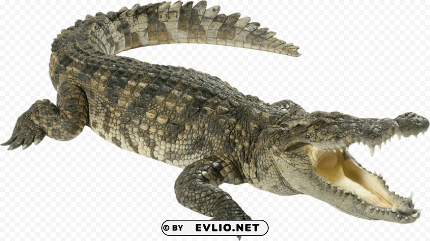 crocodile Isolated Element in HighQuality PNG