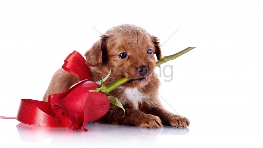 dog puppy rose snout wallpaper Clean Background Isolated PNG Character