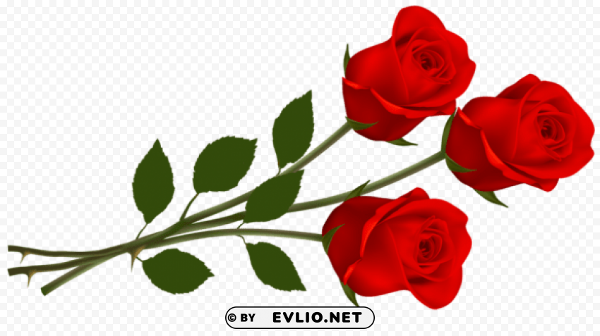 large red roses PNG format