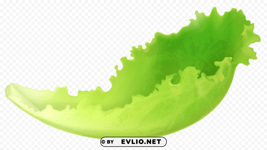 leaf lettuce PNG design elements