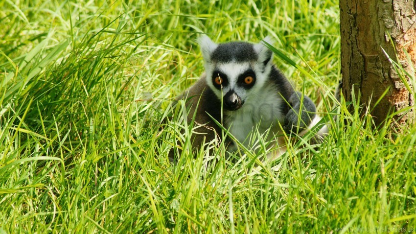 Animal Grass Lemur Shadow Wallpaper PNG Images For Printing