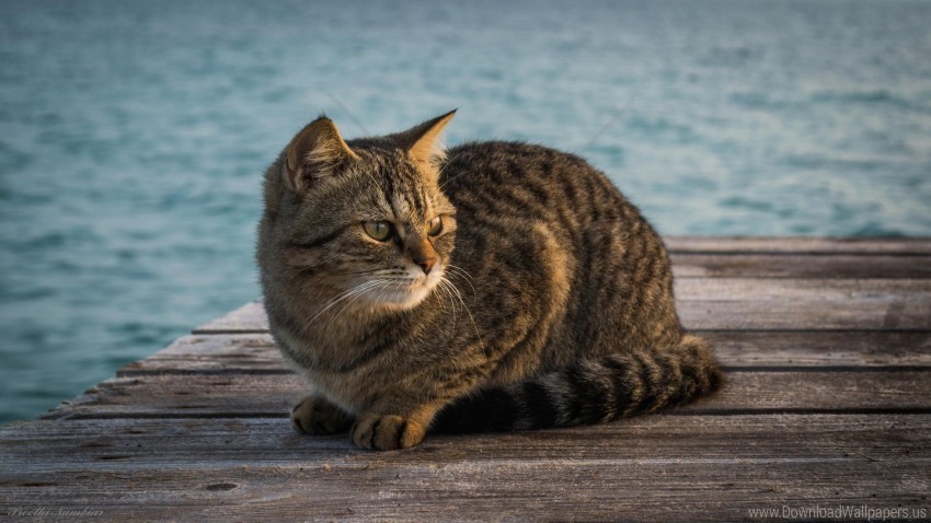 berth cat sitting striped wallpaper PNG Graphic Isolated on Transparent Background